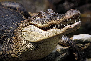 crocodile close up shot HD wallpaper